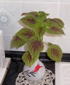 Solenostemon scutellarioides